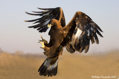 Aquila reale (Aquila chrysaetos)