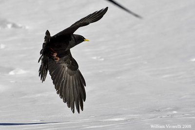 gracchio alpino (Pyrrhocorax graculus)