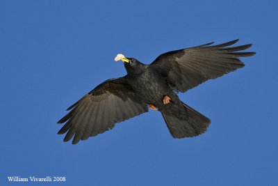 gracchio alpino (Pyrrhocorax graculus)