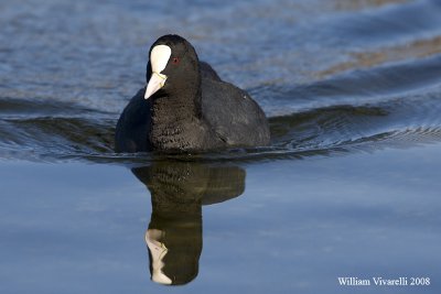 folaga (Fulica atra)