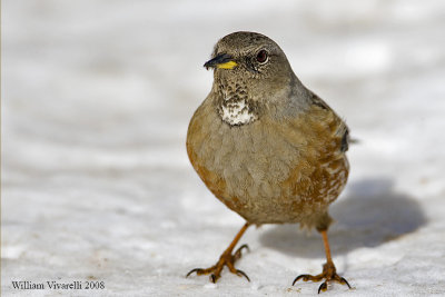 sordone (Prunella collaris)