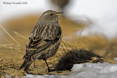 sordone (Prunella collaris)