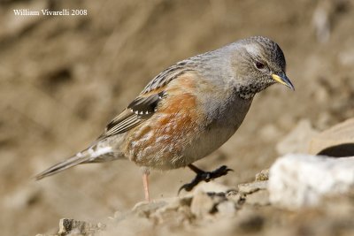 sordone (Prunella collaris)