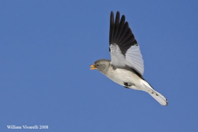 fringuello alpino (Montifringilla nivalis)