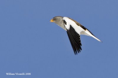 fringuello alpino (Montifringilla nivalis)