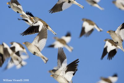 fringuello alpino (Montifringilla nivalis)