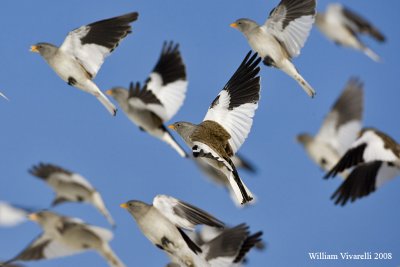 fringuello alpino (Montifringilla nivalis)