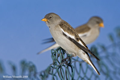 fringuello alpino (Montifringilla nivalis)