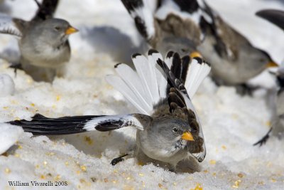 fringuello alpino (Montifringilla nivalis)