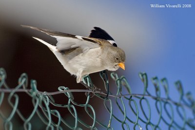 fringuello alpino (Montifringilla nivalis)