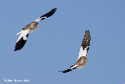 fringuello alpino (Montifringilla nivalis)