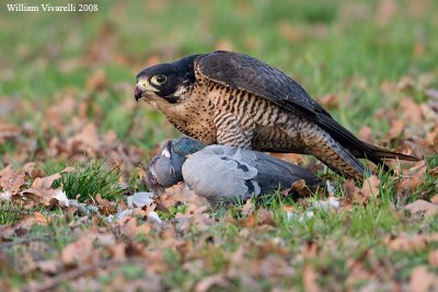 falco pellegrino (Falco peregrinus)