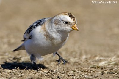 Zgolo delle nvi  (Plectrophenax nivalis)