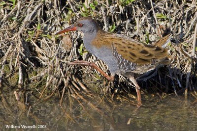 Porcigline (Rallus aquaticus)