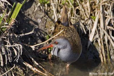 Porcigline (Rallus aquaticus)