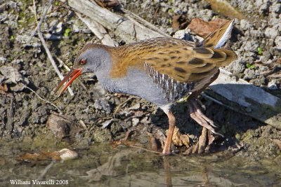 Porcigline (Rallus aquaticus)