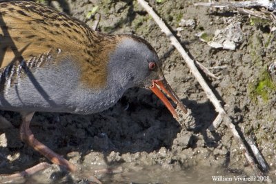 Porcigline (Rallus aquaticus)