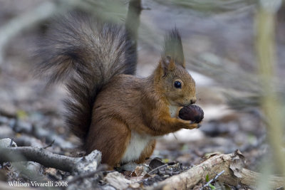 Scoiattolo (Sciurius vulgaris)