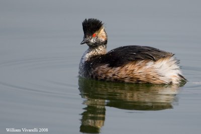 Svsso pccolo  (Podiceps nigricollis)