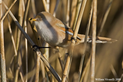 Basettno  (Panurus biarmicus)