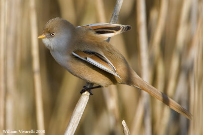 Basettno  (Panurus biarmicus)