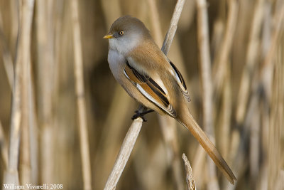 Basettno  (Panurus biarmicus)