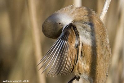 Basettno  (Panurus biarmicus)