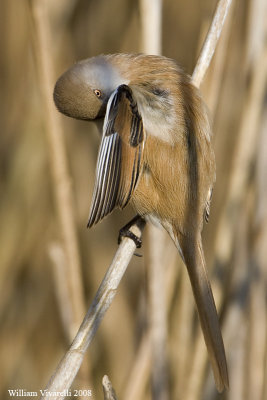 Basettno  (Panurus biarmicus)