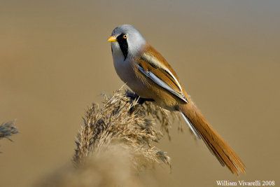 Basettno  (Panurus biarmicus)