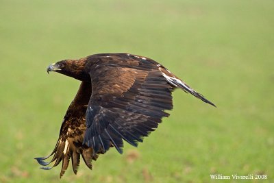 Aquila reale (Aquila chrysaetos)