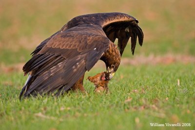 Aquila reale (Aquila chrysaetos) Scoiattolo (Sciurius vulgaris)