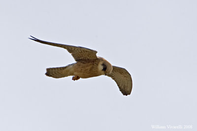 Falco cuculo (Falco vespertinus)