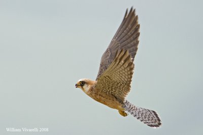 Falco cuculo (Falco vespertinus)