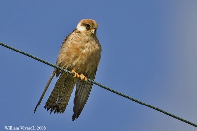 Falco cuculo (Falco vespertinus)