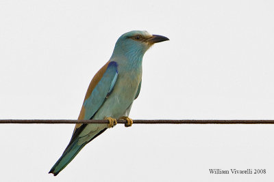 Ghiandaia marna  Coracias garrulus