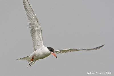 Sterna comne  (Sterna hirundo)