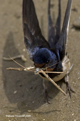 Rondine  (Hirundo rustica)