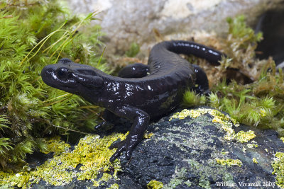 Salamandra di Lanza (Salamandra lanzai)