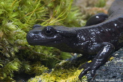 Salamandra di Lanza (Salamandra lanzai)