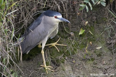 Nittcora (Nycticorax nycticorax)