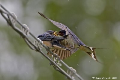 Rondine  (Hirundo rustica)