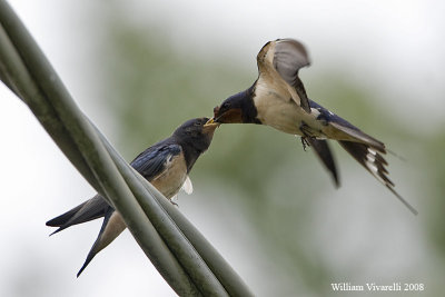 Rondine  (Hirundo rustica)