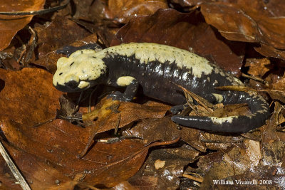 Salamandra alpina ( Salamandra a aurorae)