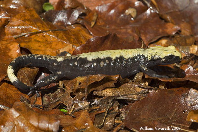 Salamandra alpina ( Salamandra a aurorae)
