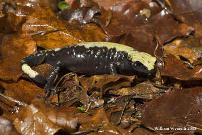 Salamandra alpina ( Salamandra a aurorae)