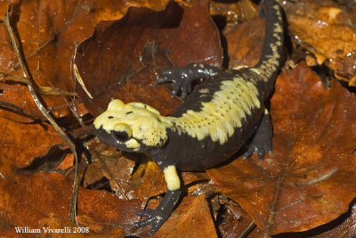 Salamandra alpina ( Salamandra a aurorae)