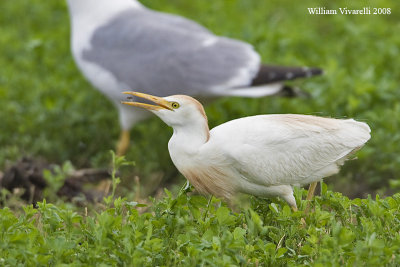 Airone guardabuoi  (Bubulcus ibis)