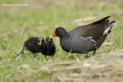 Gallinella d'acqua  (Gallinula chloropus)