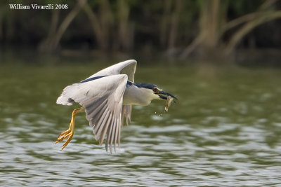 Nittcora (Nycticorax nycticorax)