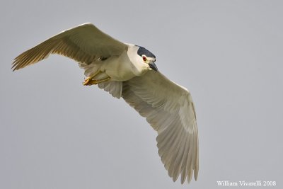 Nittcora (Nycticorax nycticorax)